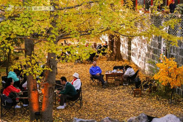 11月的云南腾冲，3000株银杏迎来黄金观赏期，美成人间仙境！