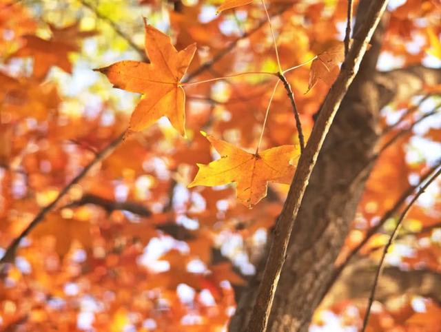 发现丰台之美 | 诗意北宫，醉美金秋