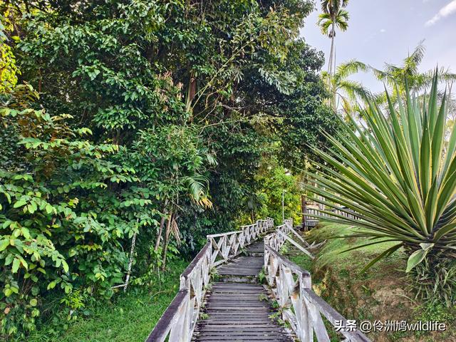 马来西亚(32)砂拉越州⑥世界遗产尼亚洞窟探险