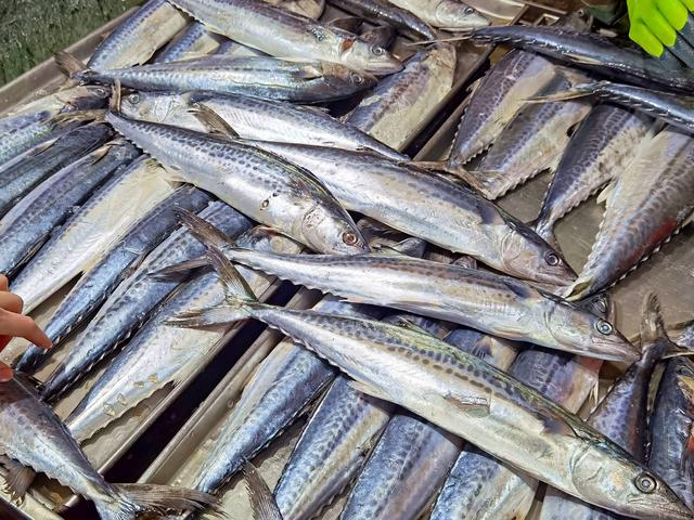 这6种鱼千万别错过，无法人工养殖，全是野生的，营养很高还便宜