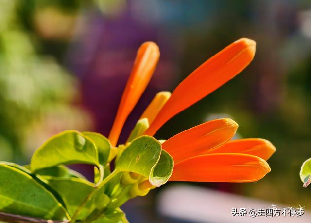 午间邂逅浓浓春意——深圳香蜜公园炮仗花开