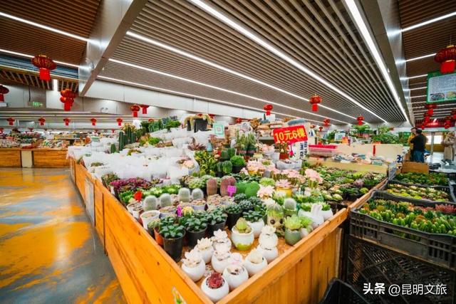 满屏治愈！这个冬日，你一定要去趟斗南花市，邂逅一场流动的彩色盛宴~