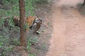 印度发生虎豹大战，雌性老虎跳上3米高树，将豹子一口咬死图片