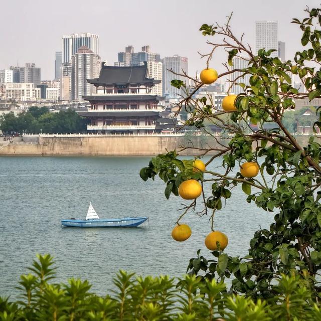 橘子洲，又见橘红染湘江