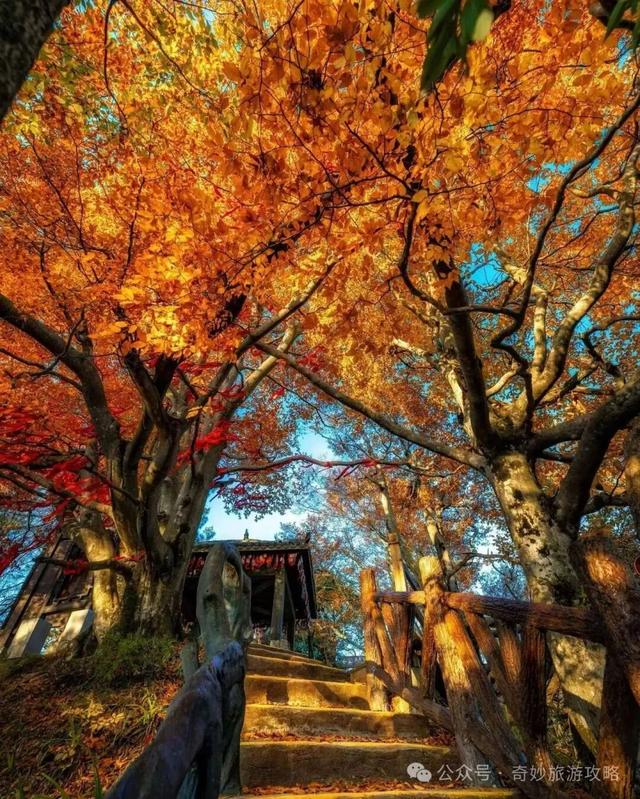 奇妙旅游攻略｜摄影天堂～四川光雾山之秋