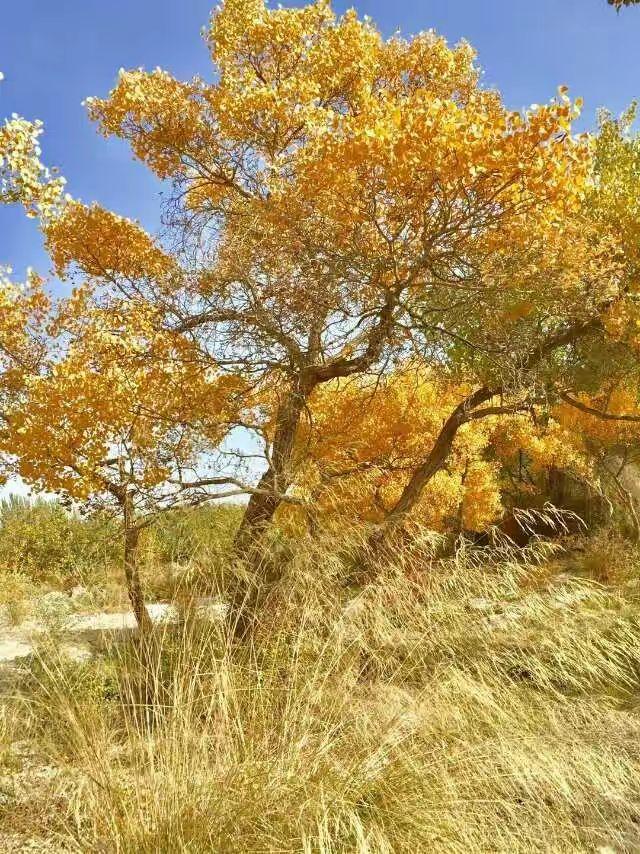 泽普县金胡杨秋叶之美