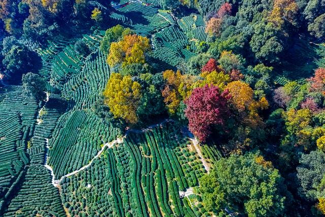 杭州人私藏的红叶地图曝光！这5个地方藏着江南最极致留恋的秋！