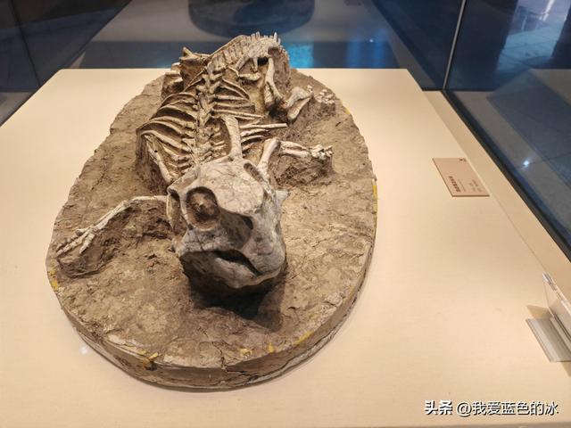 来河源才知道河源是中国恐龙之乡，挖掘出的恐龙蛋超级多