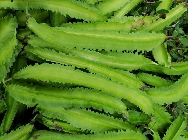 白露过后，要使劲吃这菜！一润燥、二清热、三亮眼睛，鲜嫩别错过