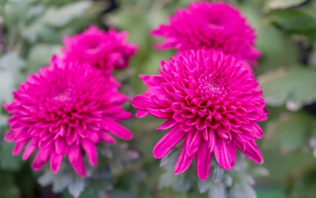 今日开幕！来泰达看百菊争艳