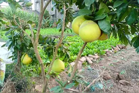 柚子虽然美味，但这五类人不适宜吃柚子图片