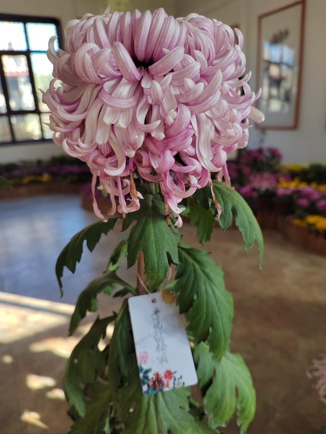 甘州府城菊花飘香