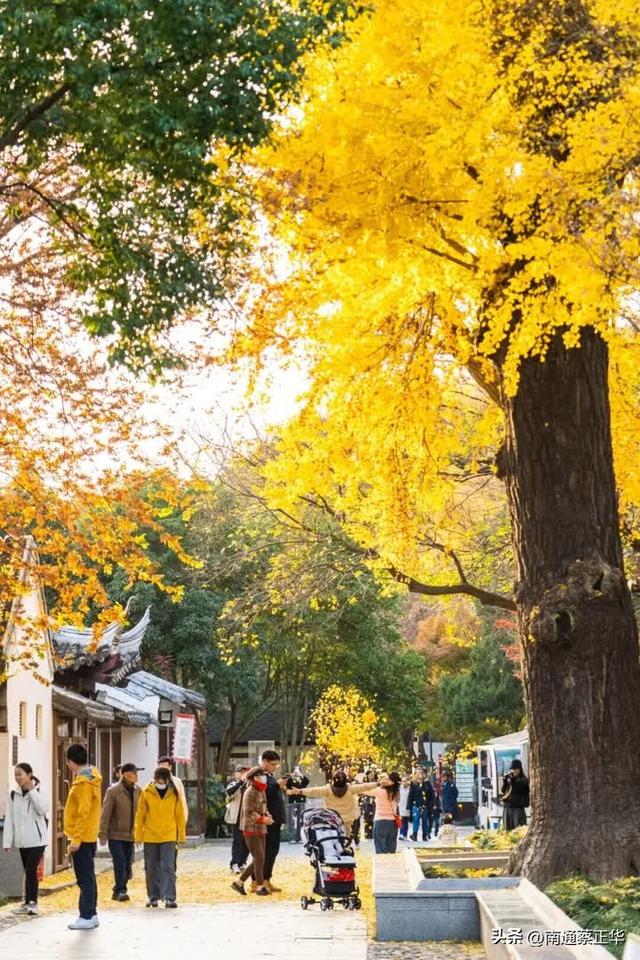 进入最佳观赏期，南通人速去打卡→