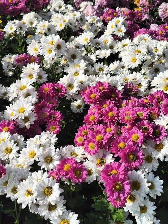 生活日常分享，独自赏花经历，以供大家娱乐