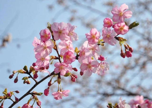 临水樱花、郁金香花海、山茶花迷宫… 上海这个免费公园美得太全面了！