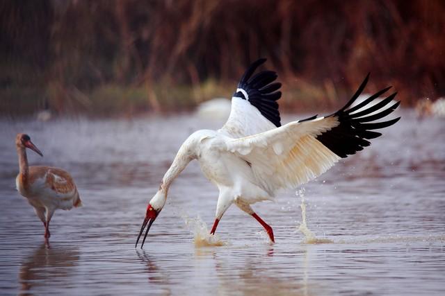 候鸟为信，赴一场鄱阳湖的秋日之约：吴城观鸟漫步指南