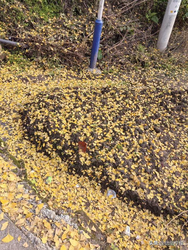 为看金黄美景和红墙，我来北碚静观走一趟，在塔坪寺和思乡台公园