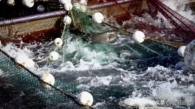 信阳冬季的N种打开方式，总有一种让你心动