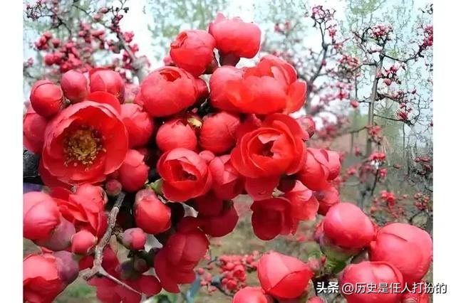 全方位介绍临沂河东区仅剩的六个镇街（6）:美到窒息的汤河镇