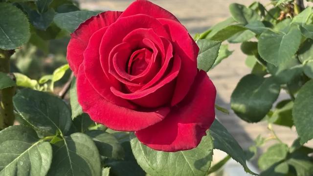 南宁花卉公园，错过这花期要再等一年！重点是不用门票！