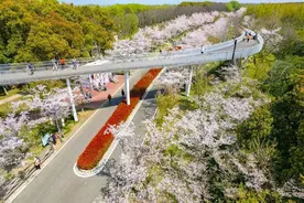 苏州太湖园博园·湖畔花语国风樱花节浪漫来袭！图片