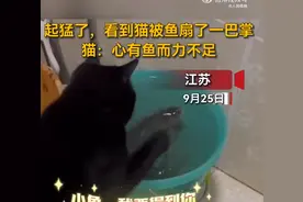 猫被鱼扇了一巴掌图片