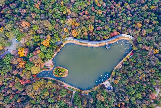 大爱！长沙岳麓山红枫如火，我却喜欢湘江边这2个免费枫叶大道