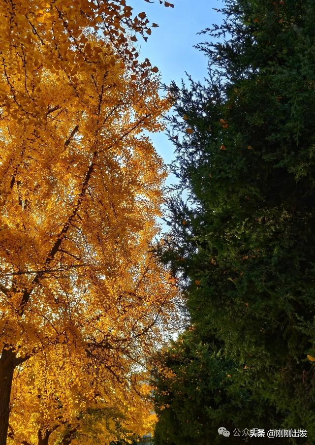 大连市内现平分秋色美景，特别热闹，秋日限定，太美了