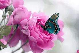 《卜算子·咏梅》毛泽东图片