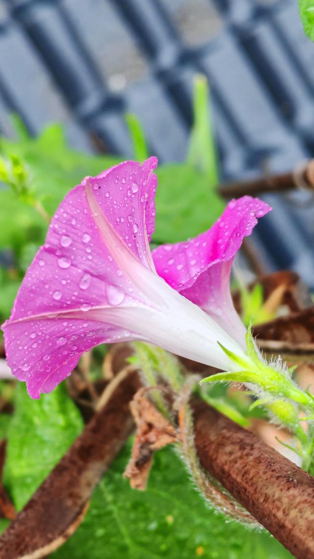 绝美的雨中花