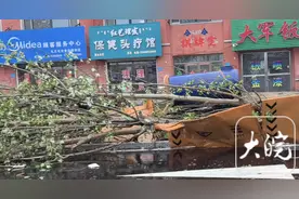 呼伦贝尔扎兰屯突遭"风魔"袭击！墙皮飞脱，树木倒伏图片