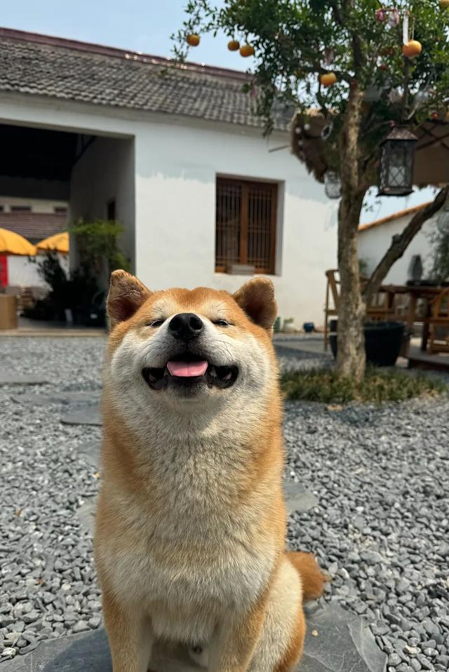 我提供院子，你负责快乐～