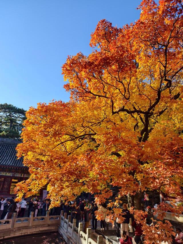 北京的秋是七彩的