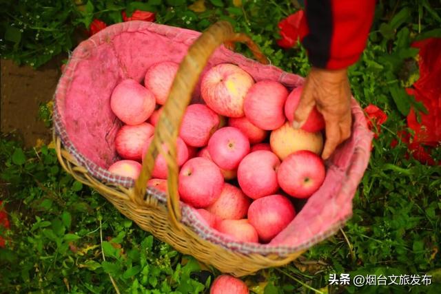 【乐享烟台】任贤齐爱吃的烟台苹果，采摘攻略来了！