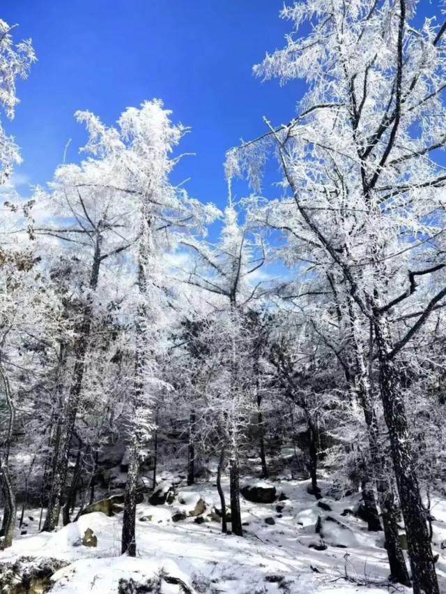 限时仙境！半价优惠！崂山巨峰雾凇季来了！打卡攻略速看