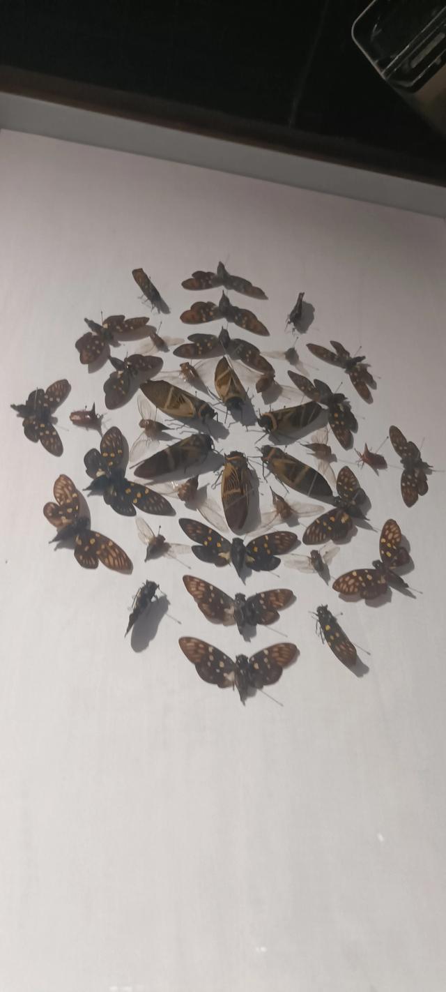 西安长安云昆虫展你来了吗