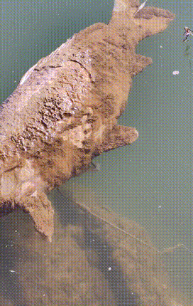 陕西男子发现巨型鲤鱼尸体，身上还挂着一枚大鱼钩	，谁干的？