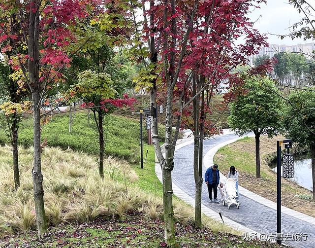 成都双流被低估景区，枫叶惊艳恍若到了川西，不要门票，公交直达