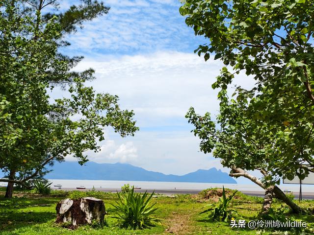 马来西亚(36)砂拉越州⑩峇哥国家公园夜间徒步体验