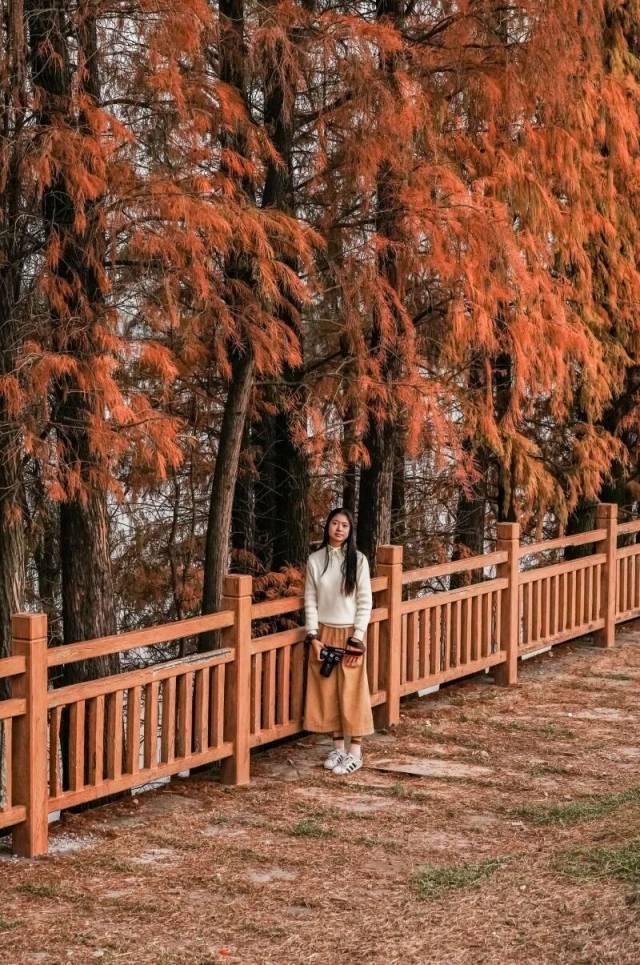 红出圈！南海落羽杉正在刷屏