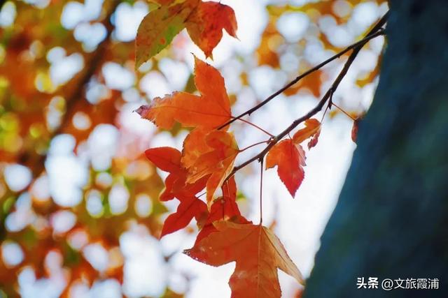 霞浦这处全球纬度最南枫香林,藏着闽东最浓的红韵