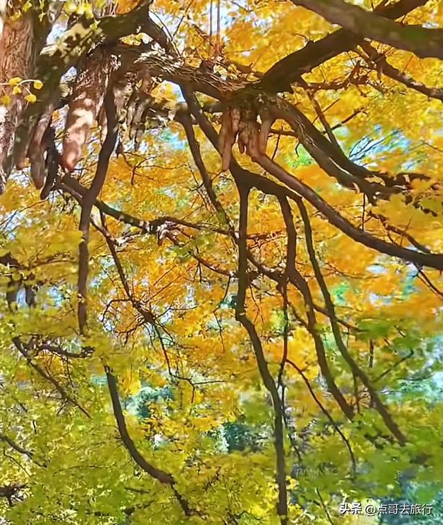 成都这5大千年银杏，超级惊艳，其中一株相传是杨贵妃种植！