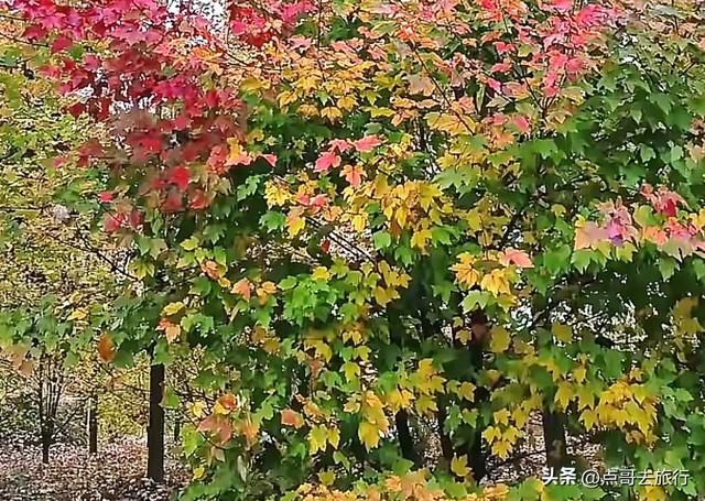 成都近郊最大规模红枫来了，被严重冷落，不要门票，古镇美食诱人