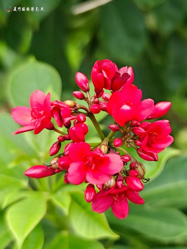 厦门秋季花海上新！红火焰、粉花海、黄金雨、橙灯笼……邂逅9月浪漫~