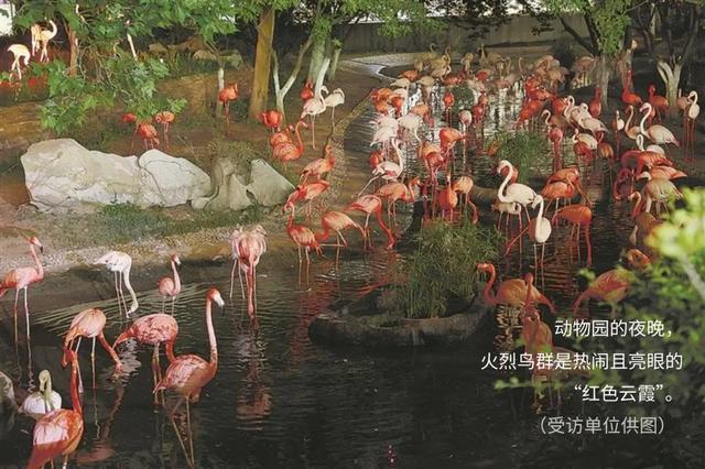 解锁大连“全龄友好型动物园”的隐藏玩法