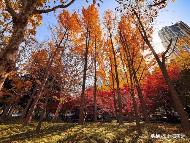 传说中的“层林尽染”，原来就在市中心！