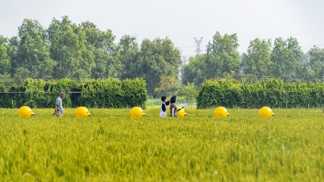 辽宁沈阳：一处画在田间人在画中的景区吸引来自四面八方的游人