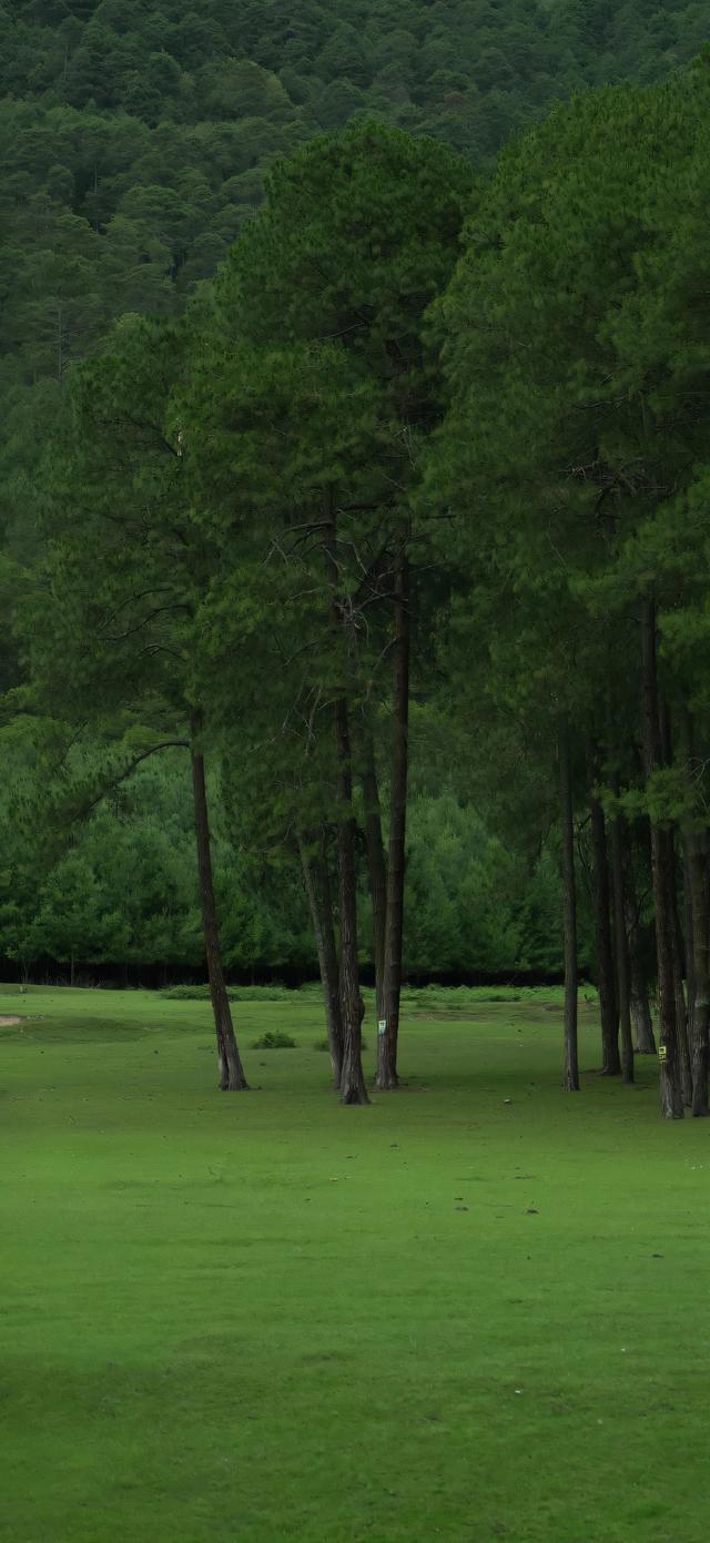 手机壁纸|清新自然，绿色风光美景