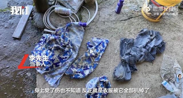 湖北一村民遭大型猫科动物袭击，用锄头砸兽头搏命脱险，当地回应：无老虎分布历史记录，初步推测可能为豹子