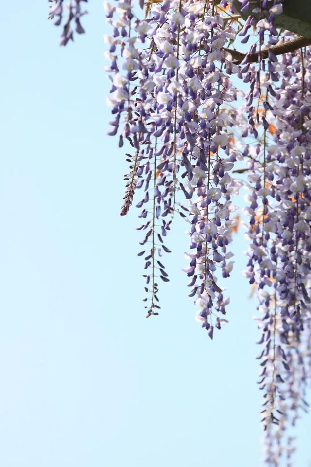 杭州春日“绝绝紫”瀑布已上线！